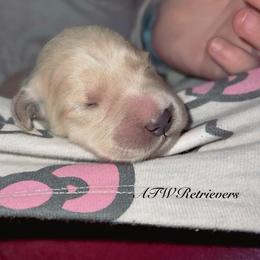 Girl (Reservation 5) - Golden female Golden Retriever puppy in Murfreesboro, Tennessee from ATW Retrievers