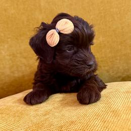 Hermes - Chocolate male Goldendoodle puppy in Brooklyn, New York from Doodle of NY