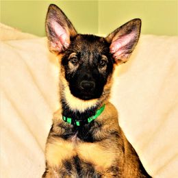 German Shepherd Puppies from Tinsley German Shepherds
