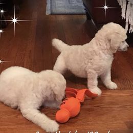 Poodle Puppies from Southern Standards Standard Poodles