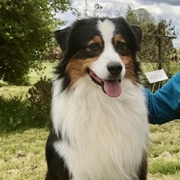 Jethro - Australian Shepherd