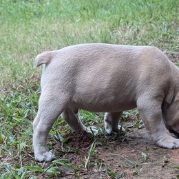 French Bulldog Puppies from BSGM Frenchies