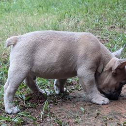 French Bulldog Puppies from BSGM Frenchies