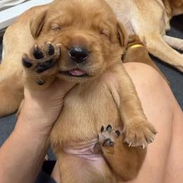 Chance Orange Collar - Yellow male Labrador Retriever puppy in Elloree, South Carolina from Moonlight Kennels LLC