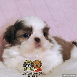 Parker - Liver and white male Shih Tzu puppy in Walkertown, North Carolina from Lil’ Bit’s Shih Tzu