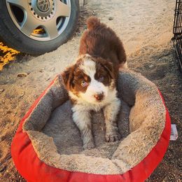 Australian Shepherd Puppies from Far Out Aussies