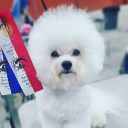 Hans - Bichon Frise