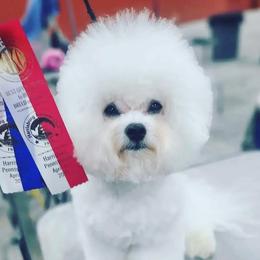 Hans - Bichon Frise