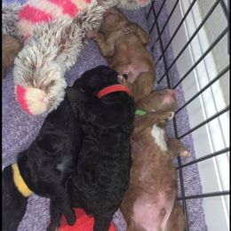 Australian Labradoodle Puppies from Lindsey's Labradoodles