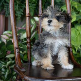 Rich Strike - Merle male Schnoodle puppy in Grove, Oklahoma from Grand Lake Poodles & Doodles