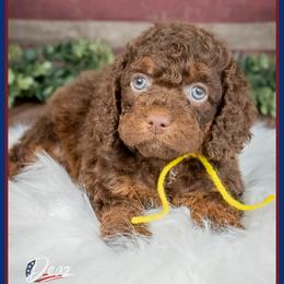 Folly - Brown male Cockapoo puppy in Connersville, Indiana from Deaz Doodle Ranch