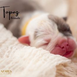 Topaz - Bulldog puppy in Sabinal, Texas from Cazares Royal Lineage Bulldogs