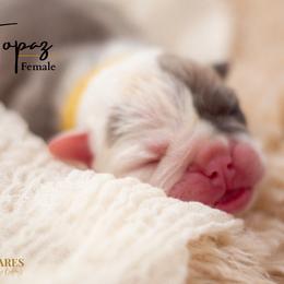 Topaz - Bulldog puppy in Sabinal, Texas from Cazares Royal Lineage Bulldogs