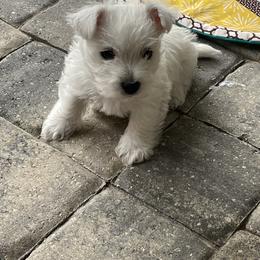 West Highland White Terrier Puppies from Windsor's West Highland White Terriers