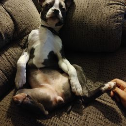 Boston Terrier Puppies from Razmom's Boston Terriers