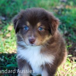 Caramel - Red tri-color female Australian Shepherd puppy in Stephenville, Texas from AW Standard Aussies