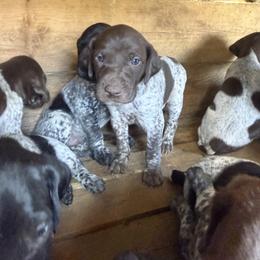 German Shorthaired Pointer Puppies from Red Hills GSPs
