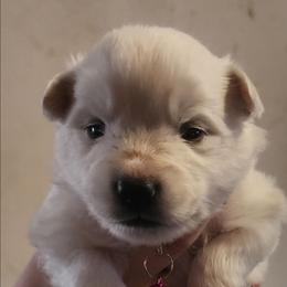 Rose - White female American Eskimo Dog puppy in Grants Pass, Oregon from SnH Eskies