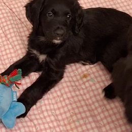 Phantom girl 2 - Phantom female Bernedoodle puppy in Queen Creek, Arizona from Jersey Girl's Doodles