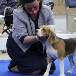 Beagles from Devana