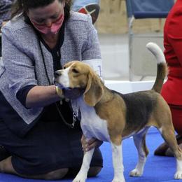 Beagles from Devana