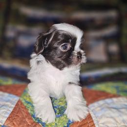 ASPEN - Chocolate male Shih Tzu puppy in Los Banos And Bay Area, California from Shantii's Shih Tzu's