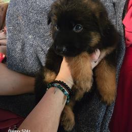 Vnity - Black and red female German Shepherd puppy in Coupeville, Washington from Von Hilkey Shepherds