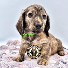 Blake - 3000 - Cream male Dachshund puppy in Houston, Texas from Texas Regal Dachshunds LLC