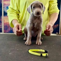 Phoenix - Silver gray female Weimaraner puppy in Aitkin, Minnesota from Whispering’s GunDogs