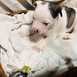 Tala - Brindle and white female Boston Terrier puppy in London, Kentucky from Antjie Boston
