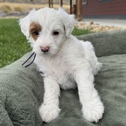 Purple plum - Parti female Goldendoodle puppy in Hines, Oregon from Switch Canyon Doodles
