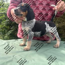 Mabel - Blue ticked and tan female Bluetick Coonhound puppy in Mount Pleasant, Texas from Harmons Hounds