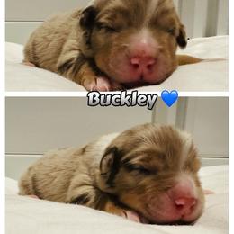 Australian Shepherd Puppies from Wiggle Butt's