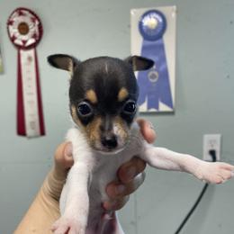 Boy 1 - White black and tan male Toy Fox Terrier puppy in Lee’s Summit, Missouri from 3T’s Toy Fox Terriers