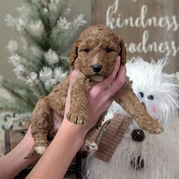 Valentine - Red female Cavapoo puppy in Coshocton, Ohio from Forever Family Puppies