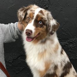 Bourbon - Miniature American Shepherd