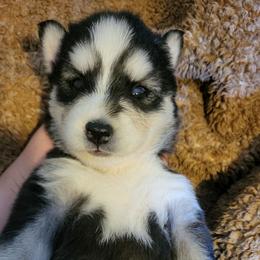 Olivia - Black and white female Siberian Husky puppy in Swansea, Illinois from Husky B's