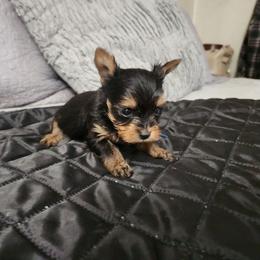 Grunt - Black and tan male Yorkshire Terrier puppy in Sidney, Ohio from Little Yorkie World