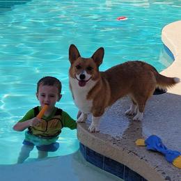 Biscuit - Pembroke Welsh Corgi