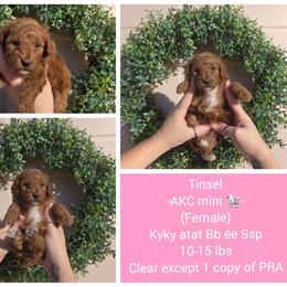 Tinsel - Red  female Poodle puppy in Taylors, South Carolina from Sosebees toy & mini poodles