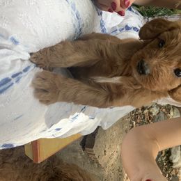 Goldendoodle Puppies from Hush Doodles
