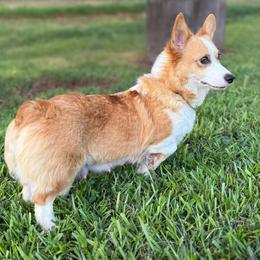 Bougie - Pembroke Welsh Corgi