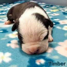 Timber - Black male American Staffordshire Terrier puppy in Clintwood, Virginia from SkyBlue Kennel