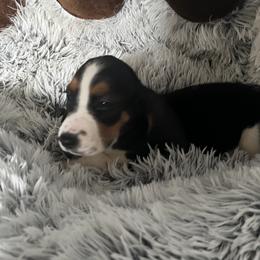 Boy 1 - male Basset Hound puppy in Campbellsville, Kentucky from Haus's Hound Town