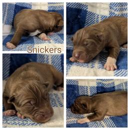 Snickers - Red and white male Siberian Husky puppy in Coshocton, Ohio from Wyant Farms