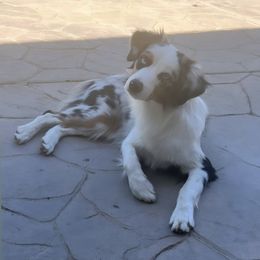 Miniature American Shepherd and Miniature Australian Shepherd Puppies from Scv minis