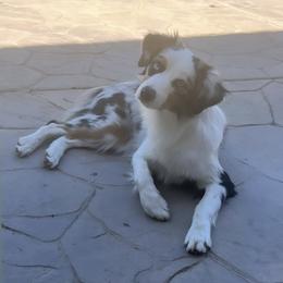 Miniature American Shepherd and Miniature Australian Shepherd Puppies from Scv minis