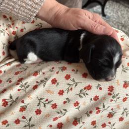 Freya - Black and white female English Springer Spaniel puppy in St Johnsbury, Vermont from Paradise Valley Springers