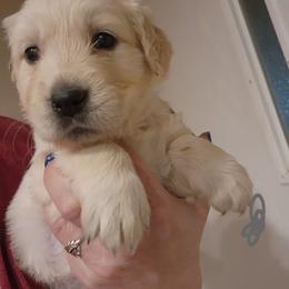 Gray - Golden female Golden Retriever puppy in Lucasville, Ohio from Halo Kennels