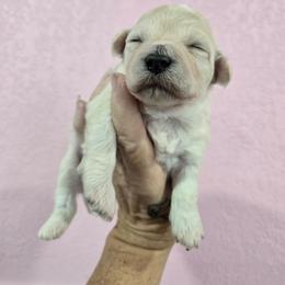 Patsy - White and cream female Bichon Frise puppy in Carthage, Missouri from Cooley's Cuddle Pups
